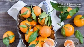 تصاویر| برداشت نارنگی از باغات هاشم‌آباد گرگان