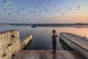عکس/ سرخوشی اسبچه اسکاتلندی