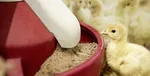 پهلوگیری ۳ فروند کشتی اقیانوس‌پیمای حامل کالا‌های اساسی در بندر امام خمینی