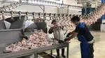 لغو عوارض ۷۰ درصدی صادرات گوجه فرنگی