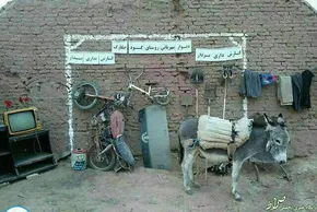 عکس/ خودکشی ۲۷ نهنگ خلبان