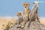 توله یوزپلنگ آسیایی تلف شد/ مشاهده ماده یوزپلنگ شناسایی نشده در جاده میامی