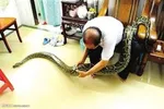نظر فقه درباره نگهداری از حیوانات خانگی؛ آیا سگ داشتن حرام است؟