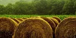 ۱۰۰ هزار تن کالای اساسی در حال فساد!