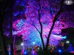 انتقاد شورای شهری‌ها به برنامه دستپخت
