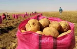 دوستداران سیب زمینی سرخ‌کرده،‌ این خبر بد درباره شماست!