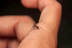 شناسایی ۲۰ مورد ابتلا به تب دنگی در بندرعباس