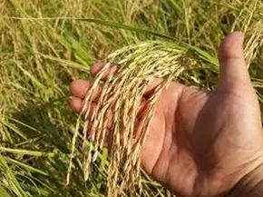تصاویر/سوزاندن زمین زراعتی مازندران