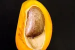 ثبت‌سفارش انبه تا ۱۰ خرداد ممنوع است