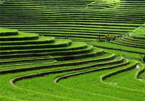 اندونزی