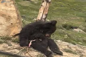 فیلم / خرسی که جاذبه زمین را به شوخی گرفته است
