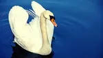 مرگ بیش از ۲۰۰۰ پرنده مهاجر در میانکاله