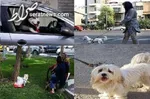 حیوان‌آزاری در تهران/ از آمپول زدن به گرگ‌ تا آزار جانور ناشناس مورد علاقه دخترها!
