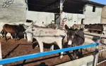 بزرگترین مزرعه عمودی جهان افتتاح شد