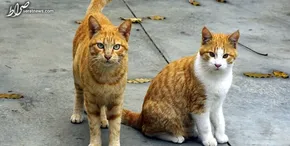عکس/ خوش‌نشینی گربه روی دیوار