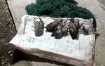 ماجرای قاچاق پرندگان میلیاردی به کشور‌های عربی