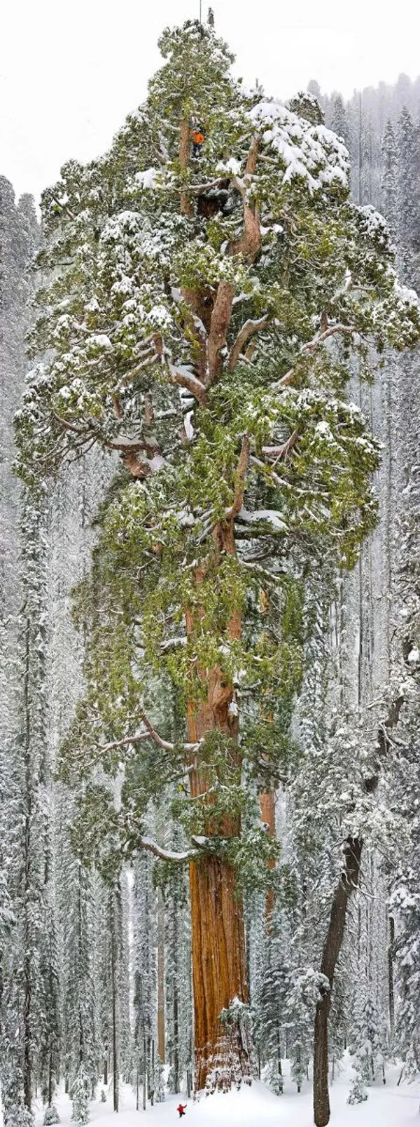 Sequoia سومین درخت غول پیکر جهان در کالیفرنیا