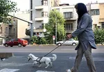 تحلیل ماجرای سلفی با موگرینی/ خطرناک است که نماینده‌ موضوع را نفهمند/ یا عذرخواهی کنند یا تکلیف‌شان روشن شود