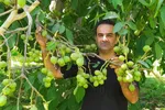 قیمت یک شاخه گل رز به ۵۰ هزارتومان رسید!