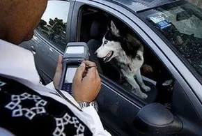 فیلم / زندگی لاکچری سگ و گربه‌ها در شمال تهران