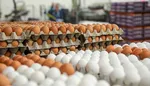 قیمت اقلام اساسی در ۱۶ تیر/ نرخ هر کیلو ماهی شیر، ۱۰۰ هزار تومان