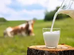 مواد غذایی مفید برای سلامت کلیه‌ها
