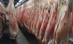 مرغ‌های درشت نخرید