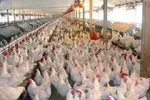 قیمت روز گوشی موبایل در ۲۴ خرداد