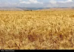 خبر جدید دولت برای گندمکاران/ قیمت جدید گندم اعلام شد