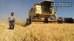 خبر جدید برای گندمکاران؛ قیمت جدید گندم اعلام شد