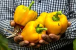 یکپارچه‌ سازی راهی برای حمایت از تولید داخل