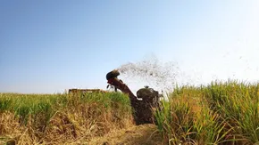 فیلم/ دود حاصل از آتش زدن مزارع نیشکر