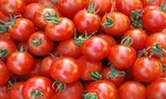 میوه ارزان می شود؟