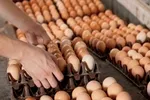 کارگر‌ها دیگر فلافل هم نمی‌خورند