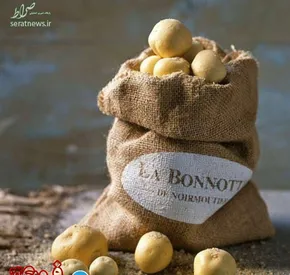 عکس/ قالی‌باف و دو نوه‌اش در پیاده‌روی اربعین