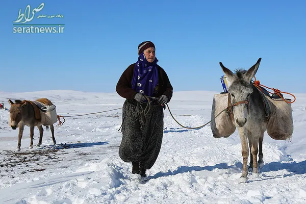 یک زن در حال حمل آب بر روی الاغ ها از چاه در منطقه سیرورک استان شانلی اورفه ترکیه