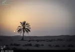 تصاویری جالب از دعوای پرنده‌ها