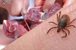 تب کریمه کنگو زنگ خطر مرگ را به صدا درآورد