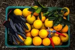 هشدار افزایش ۳۰ درصدی قیمت کالا‌های اساسی وارداتی با ارز ۱۷۵۰۰ تومانی