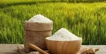 ۱۰۰ هزار تن برنج برای تنظیم بازار توزیع می‌شود