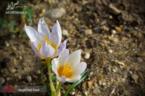تصاویر/ ساحل دَرَک زرآباد سیستان و بلوچستان