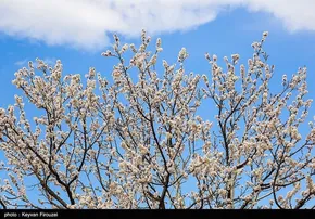 تصاویر/ زندگی در جریان است ...