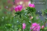 بارش شدید باران در هند جان ۸ نفر را گرفت!