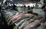 ضرر ۳۰۰میلیون تومانی به خاطر تولید مرغ چاق‌تر!