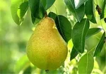 قیمت اقلام اساسی در ۷ شهریور/ نرخ هر کیلو دل مرغ