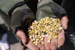 کشف ۸۱۰ تُن مواد مخدر در سال گذشته