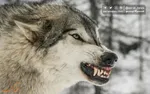 مردی بسته شیشه را خورد و مرد
