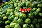 قیمت سبزیجات برگی و غیر برگی در تهران