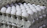 جلسه ویژه برای تنظیم بازار تخم‌مرغ
