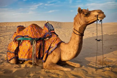 فیلم | صحنه عجیب از زیپ لاین سواری شتر در امارات